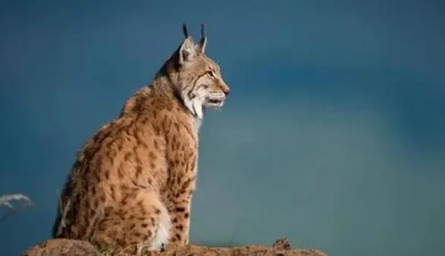 青海一只猞猁被狗追，吓得爬上电线杆躲，猞猁为什么不怕狼却怕狗