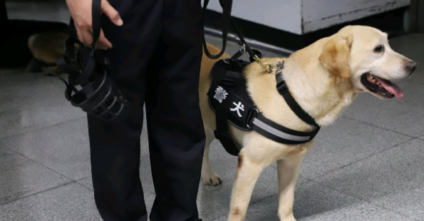 警校拍卖淘汰犬最高价至33万，买家回应引网友称赞