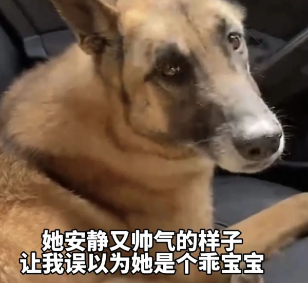 退役搜救犬偷吃7斤狗粮，网友：建议再去警犬基地确认一下是退役还是开除！