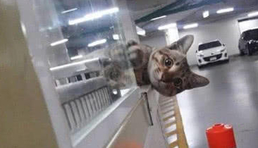 这只猫咪居然在停车场收费，谁家的猫咪啊，喵：留下鱼干再走！