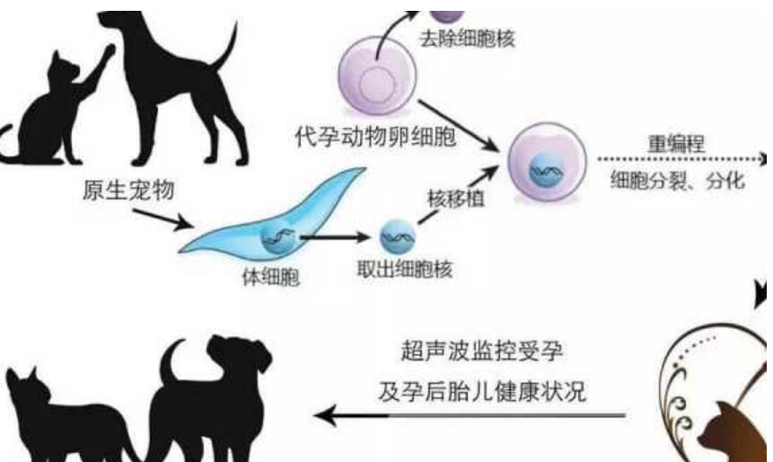 上海一奶奶花 18 万克隆宠物狗，你支持用克隆延续宠物的陪伴吗 