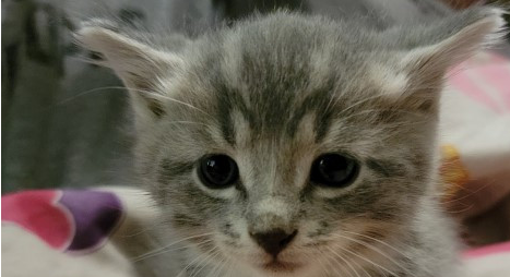 上厕所发现家里竟然出现陌生小虎斑猫，一周后进度神展开！