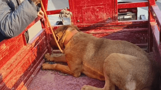 打也不下车，在三轮车上瑟瑟发抖的看家犬还是被装进了狗肉笼 