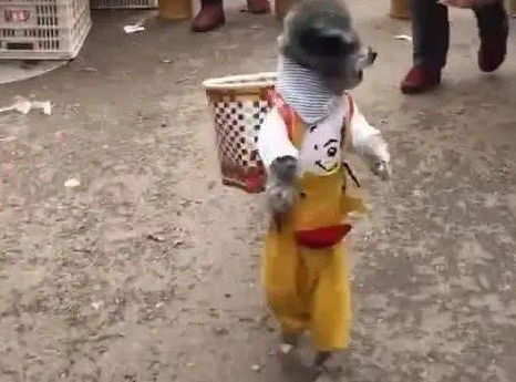 泰迪背着篮子和主人去买菜，引众人围观：这谁家狗啊，长这么俊 