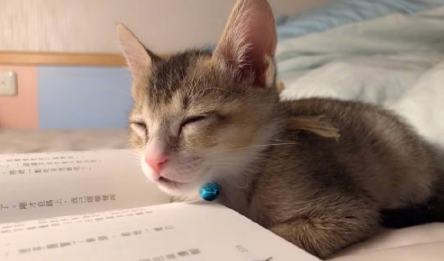 一看书就犯困的小猫，怪不得学习那么差劲 