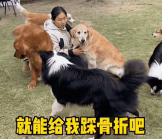 社牛警犬在群众拥护下迷失自我，社恐则躲在角落眼神闪烁：没手机好惨！