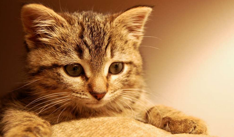 山东理工学生虐猫，是否要承担相应法律责任？