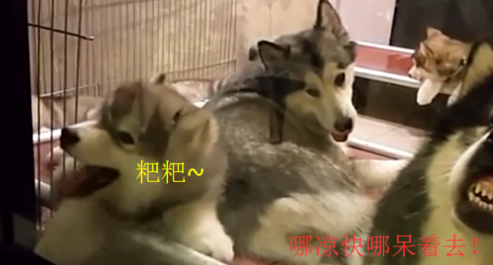 狗爸带娃是一种什么体验？网友：感觉比人类爸爸靠谱多了