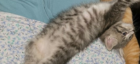 上厕所发现家里竟然出现陌生小虎斑猫，一周后进度神展开！