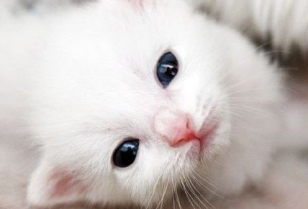 不交女朋友，养一只猫？