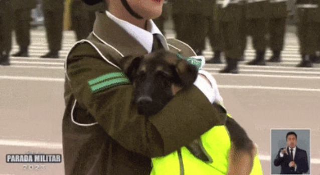 警犬参加阅兵仪式走路顺拐，身后还有人拖着垃圾桶：千万别拉