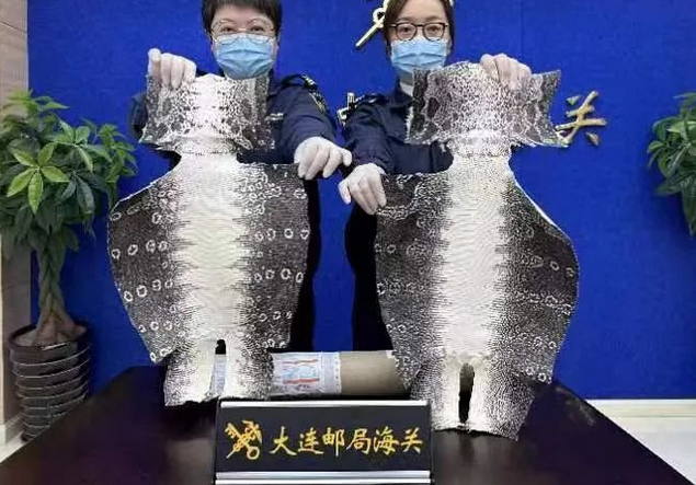 大连邮局海关查获2张巨蜥皮，巨蜥为国家一级保护野生动物
