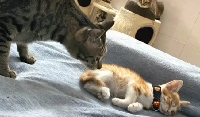 又到了捡猫的季节，最近小奶猫遍地跑，一个比一个好看