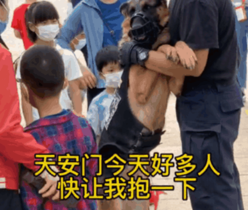 帅气警犬执勤被围观，在群众的夸奖声中笑容逐渐灿烂：小样儿迷不死你！