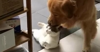 金毛怕猫兄弟走丢，强行把猫拖进屋，猫：谁抓住了我命运的后颈！