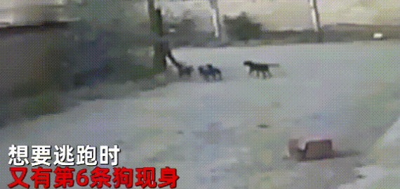 男子凌晨独行，遭遇6条凶恶流浪狗，虽竭力反抗最终仍被围攻咬死