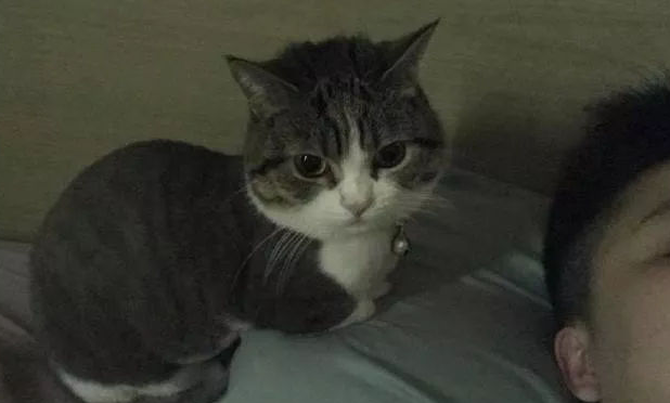 网友说他家猫每天在床头揣着手，看他起床，让他压力好大 