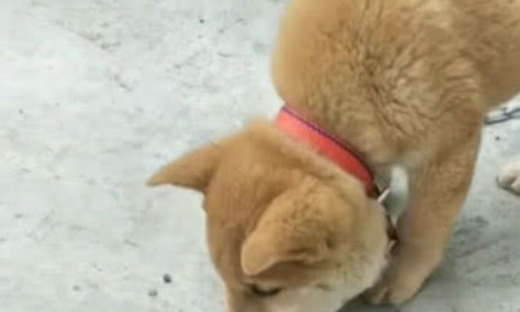 狗狗天亮便跑出玩耍，回来时候整个脸都肿了，满脸都是委屈的表情
