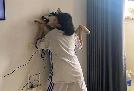 女主人把哈士奇按在墙上强吻它，二哈还挣扎着：你得不到我的心！ 