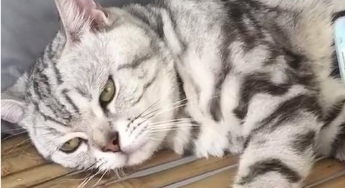 猫躺在床上被当作手机支架，猫：没看见我满脸写着“高兴”吗