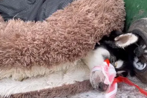 黑龙江：犬瘟后期的二哈被绑上嘴，扔在垃圾桶旁，狗狗：我想活着