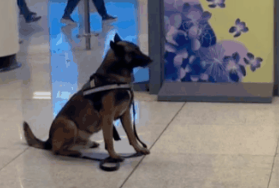 社牛警犬在群众拥护下迷失自我，社恐则躲在角落眼神闪烁：没手机好惨！