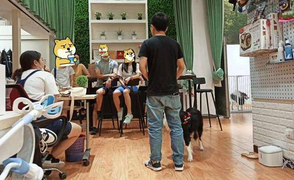 毫无征兆的攻击！柯基看似淡定自若，下秒把训犬师咬得鲜血淋漓 