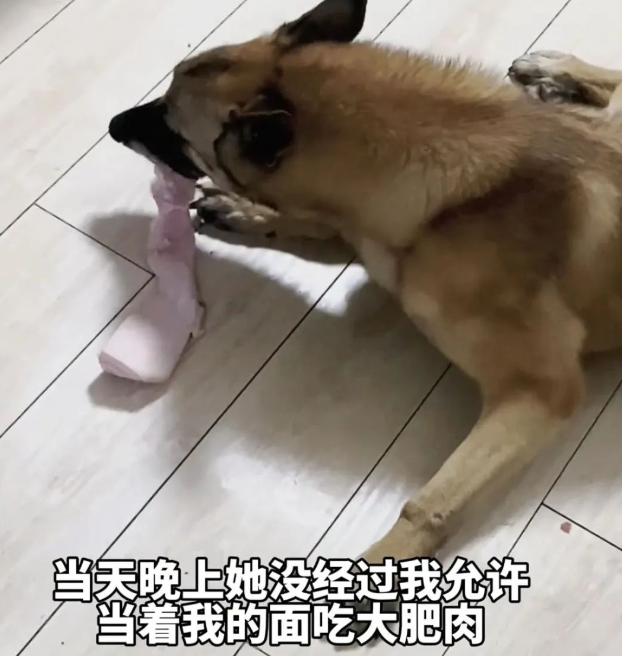 退役搜救犬偷吃7斤狗粮，网友：建议再去警犬基地确认一下是退役还是开除！