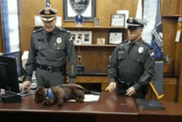 全美最懒警犬走红！因为太贪睡，警察局都想辞退它…