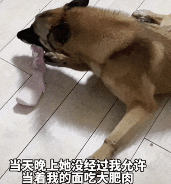 领养的搜救犬为了偷吃，咣咣拆家，原住民边牧瑟瑟发抖：军爷，别吃了别吃了！