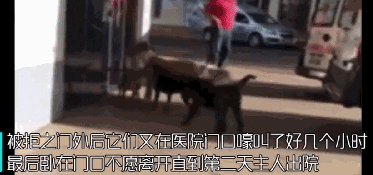 5只流浪狗被围捕，躲在了流浪汉身后，大叔：我保护不了你