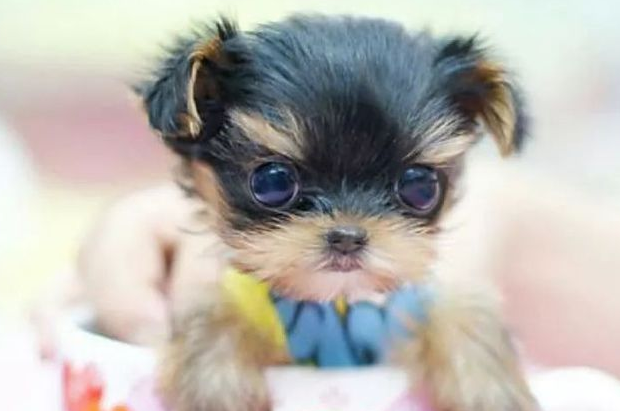 5万元一只的网红茶杯犬，到底是怎么来的？看完无数网友愤怒了