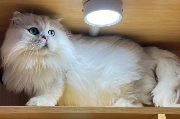 山东理工学生虐猫，是否要承担相应法律责任？