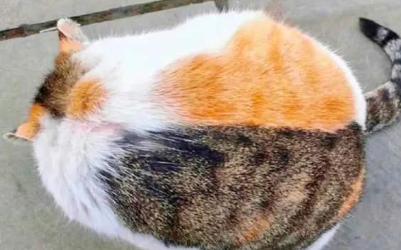 喵星人：凭本事胖成两只猫，你可以吗？拜托，网购双拼猫真的很酷
