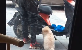 外卖小哥不管去哪里送外卖都带上狗狗，主人：生活不易，幸好有你