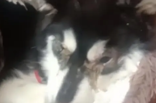 黑龙江：犬瘟后期的二哈被绑上嘴，扔在垃圾桶旁，狗狗：我想活着