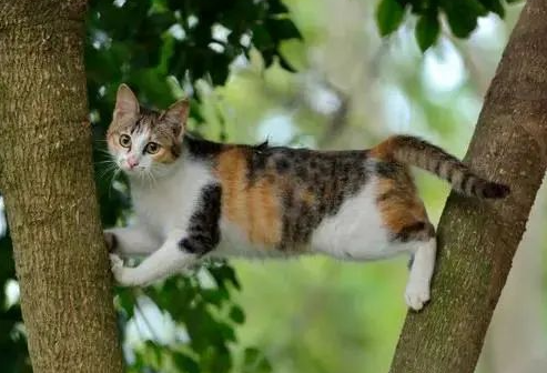 家有萌宠 | 绝美三花猫，简直是“偷心大盗”