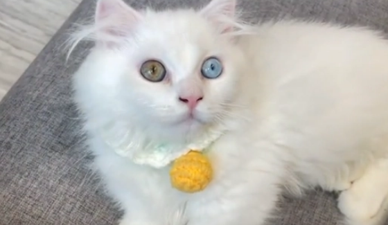花7500元买了只矮脚猫，回家后发现它耳聋