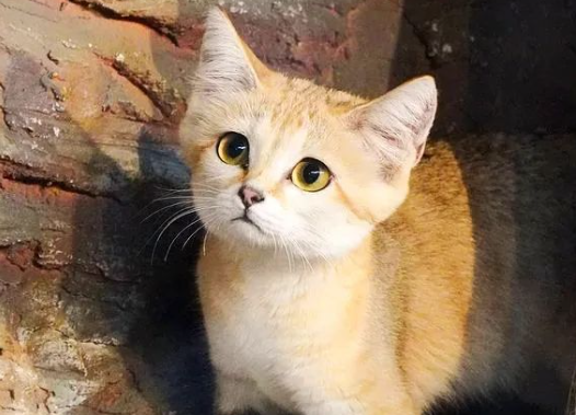 一只被绝育的野猫，失去性趣，胖到了96斤