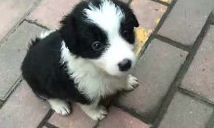 与刚到家的边境牧羊犬斗智斗勇之后，我还是果断的认输了
