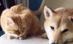把猫咪和狗狗放一起，不料出现这幕，猫：确认过眼神遇上对的人！