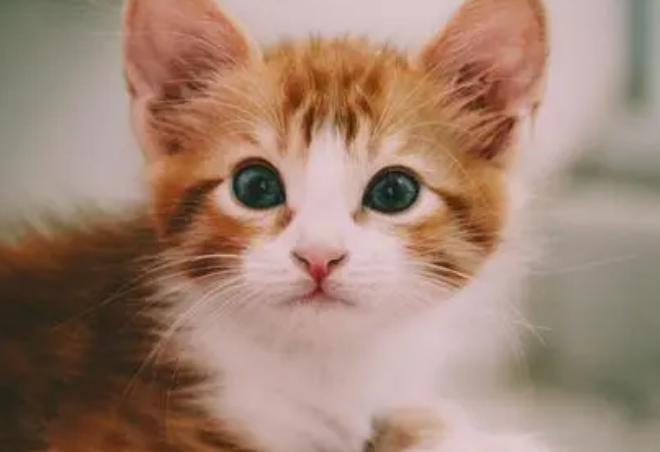 猫咪也能弹“琵琶”、穿汉服……新经济月销售额达百万！