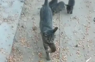 生活在农村的狸花猫会抓老鼠，还要教小猫抓老鼠：做猫不能忘本