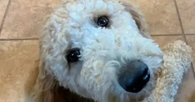 斗牛犬越来越懒，还拒绝吃饭，X光检查后：吃了不该吃的