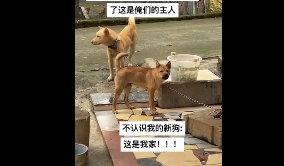 网友回老家被新狗狂吠，旁边的老狗尬得1秒10个假动作：下属把老板堵门口了，咋整？