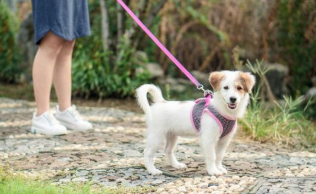 遛狗不拴绳惊吓路人摔成腰椎骨折，犬主被判赔4.8万元