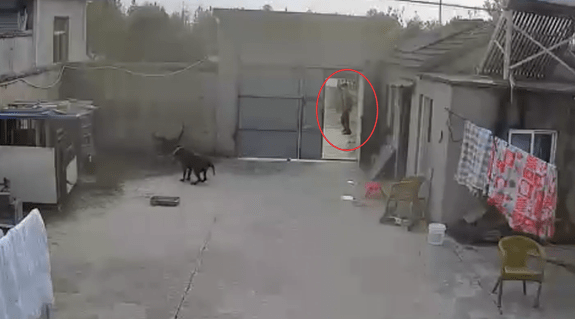 男孩被陌生人尾随跑进家里，两只狗狗立马吠叫起来，赶走了对方