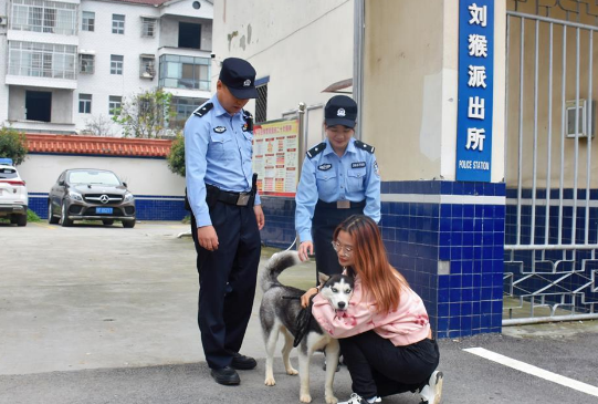 迷路哈士奇被送到派出所，变身“反诈汪”成“团宠”
