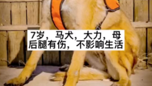 领养的搜救犬为了偷吃，咣咣拆家，原住民边牧瑟瑟发抖：军爷，别吃了别吃了！