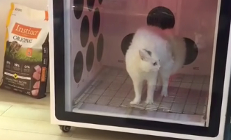 猫咪被突然经过的哈士奇，吓得炸了毛，快让这个傻子走开